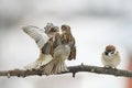 birds Sparrow argue on the branch flapping the wings