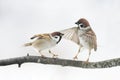 Birds Sparrow argue on the branch flapping the wings Royalty Free Stock Photo