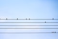Birds sparrow flock on the electric wire with light blue sky backgroun