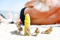 Birds of sparrows eat corn plant seeds on a sunny beach. Garbage was thrown out by people Royalty Free Stock Photo