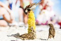 Birds of sparrows eat corn plant seeds on a sunny beach. Garbage was thrown out by people Royalty Free Stock Photo