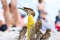 Birds of sparrows eat corn plant seeds on a sunny beach. Garbage was thrown out by people Royalty Free Stock Photo