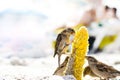 Birds of sparrows eat corn plant seeds on a sunny beach. Garbage was thrown out by people Royalty Free Stock Photo