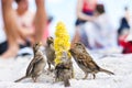 Birds of sparrows eat corn plant seeds on a sunny beach. Garbage was thrown out by people Royalty Free Stock Photo