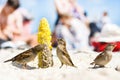 Birds of sparrows eat corn plant seeds on a sunny beach. Garbage was thrown out by people Royalty Free Stock Photo