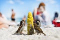 Birds of sparrows eat corn plant seeds on a sunny beach. Garbage was thrown out by people Royalty Free Stock Photo