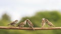 Birds sparrows feed their fledgling chicks on a branch in a summer sunny garden