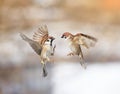 Birds sparrows flitting in the air and arguing in the Park