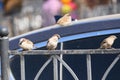 Birds, sparrows sit on the fence, spring sunny day