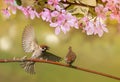 Birds sparrows sit in the spring sunny blooming on the branches of an apple tree with pink flowers Royalty Free Stock Photo