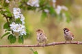 Birds sparrows sit in the spring sunny blooming on the branches of an apple tree with white flowers Royalty Free Stock Photo