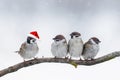 Birds sparrows sitting on a branch in winter Christmas hats