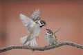 Birds sparrows Royalty Free Stock Photo