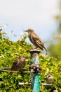 Starlings on the pole