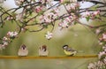 Birds sparrows and titmice sit on the branch of an apple tree blooming in the May garden