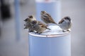 Birds sparrows winter defenseless hungry bird sparrow sit warm day