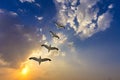 Birds in spectacular golden sunset with clouds