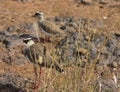 Birds spotted on the ground camouflaging Royalty Free Stock Photo