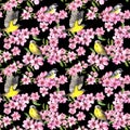 Birds in spring flowers of apple. Seamless floral pattern with pink cherry blossom on dark background . Watercolor Royalty Free Stock Photo