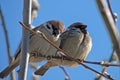 Birds in the spring. A pair of sparrows in love shrugs each other.