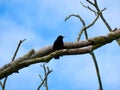 Birds srilanka