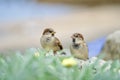 Birds standing atop rocky terrain, surrounded by lush green vegetation in Hugh Town, Isles Of Scilly