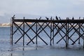 Birds  standing  on the  dock Royalty Free Stock Photo