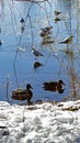 Birds standing on ice and others swimming in the water