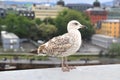 Birds standing on the roof terrace