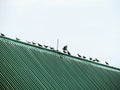 Birds standing in a row on the roof, pigeons often live together in a group. Royalty Free Stock Photo