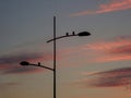 Birds standing on the street lamp with lamp post, colorful cloudy blue sky in background