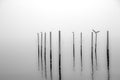 Birds standings on the pillars in the fog