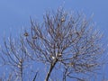 Birds standings at tree over sunny clean bright sky background Royalty Free Stock Photo