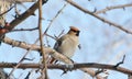 Birds of the steppes