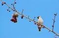 Birds of the steppes