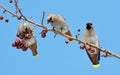 Birds of the steppes