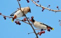 Birds of the steppes