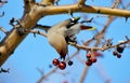 Birds of the steppes