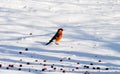 Birds of the steppes