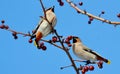 Birds of the steppes