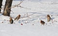 Birds of the steppes