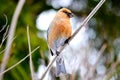 Birds of the steppes