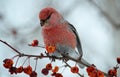 Birds of the steppes