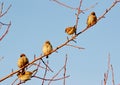 Birds of the steppes