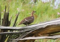 Birds of the steppes