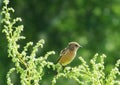 Birds of the steppes