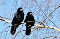 Birds of the steppes