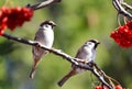 Birds of the steppes