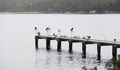 Birds on Stingaree Bay jetty, Tasmania, Australia