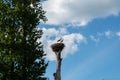 Stork`s nest. Birds. Blue sky. Natural background Royalty Free Stock Photo